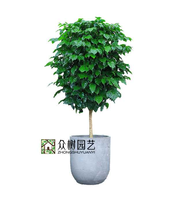 綠寶樹(shù)