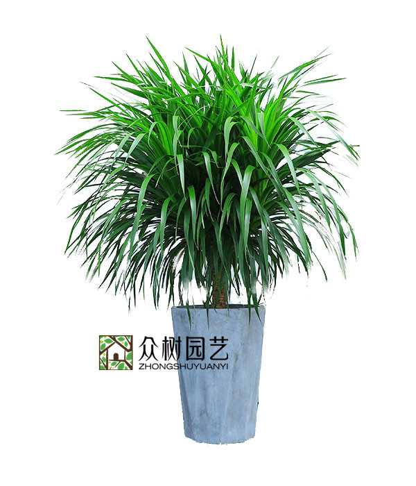 龍須樹(shù)