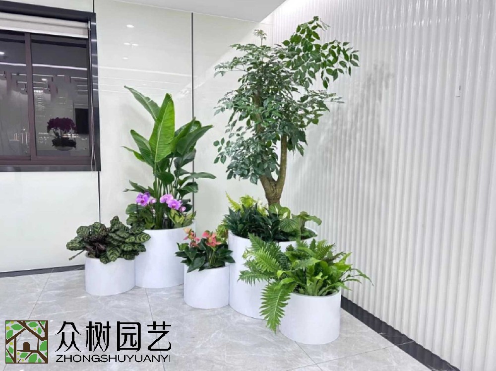 蘇州綠植租賃大揭秘！超詳細(xì)報價單，讓你的辦公室綠意盎然又省錢！
