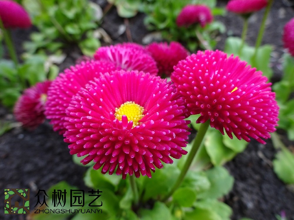 探索花卉綠植租擺的價格：蘇州花卉綠植租擺多少錢揭秘